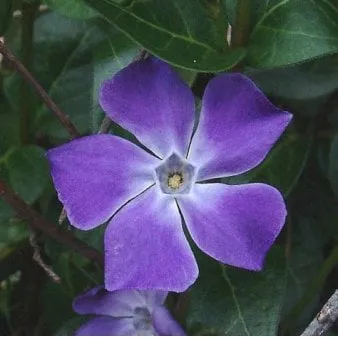Vinca mayor de hoja grande