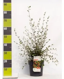 Cotoneaster gris enano