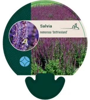 Salvia perenne