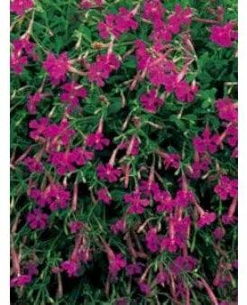 Hierba campanilla de otoño