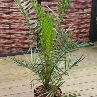 Palmera fénix
