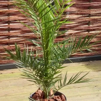 Palmera fénix